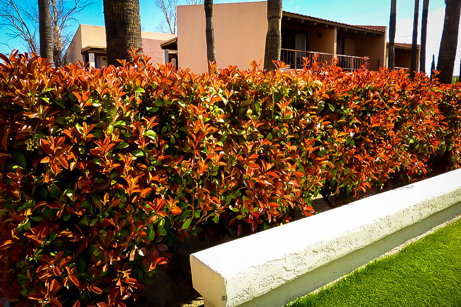 Byen schweizisk Rund Red Tip Photinia For Sale | The Tree Center