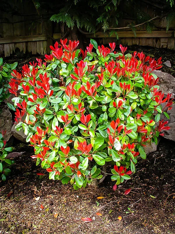 Byen schweizisk Rund Red Tip Photinia For Sale | The Tree Center