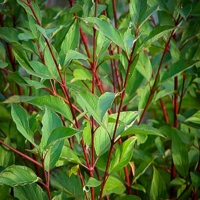 Red Twig Dogwood With Leaves