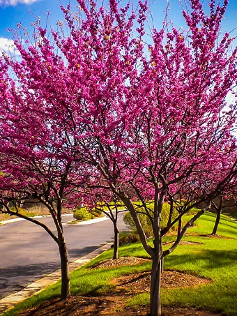 Appalachian Redbud Tree