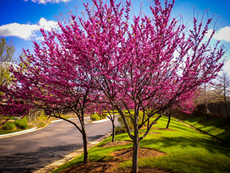 Appalachian Redbud Trees For Sale Online The Tree Center