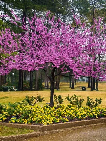 Forest Pansy Redbud