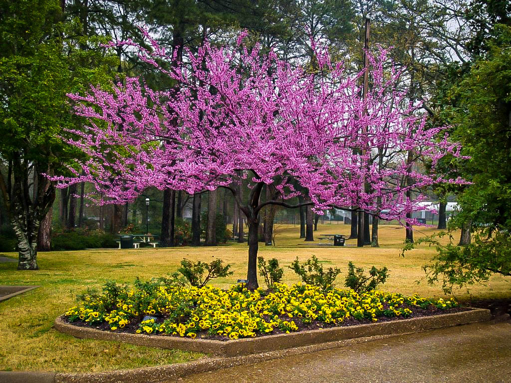 Forest Pansy Redbud Tree