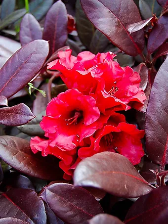 Everred Rhododendron