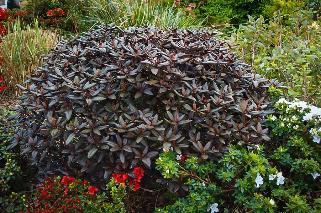 Everred Rhododendrons For Sale | The Tree Center