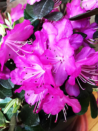 PJM Pink Delight Rhododenron
