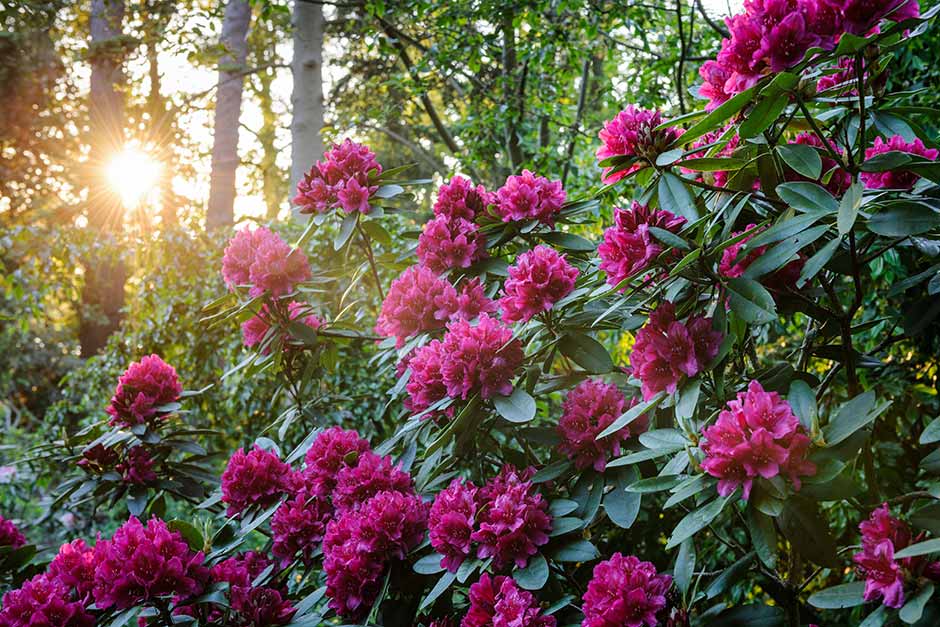 How to Grow Rhododendrons and | Tree