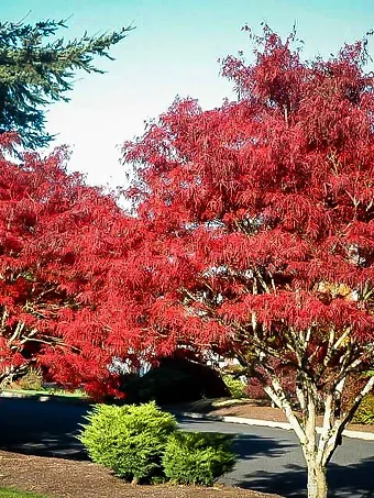 Ribbon Leaf Japanese Maple