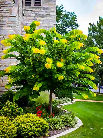 The Rising Sun Redbud Tree