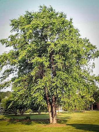 Fully grown River Birch tree.