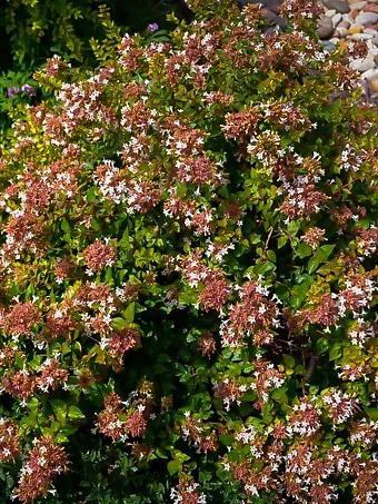 Rose Creek Abelia