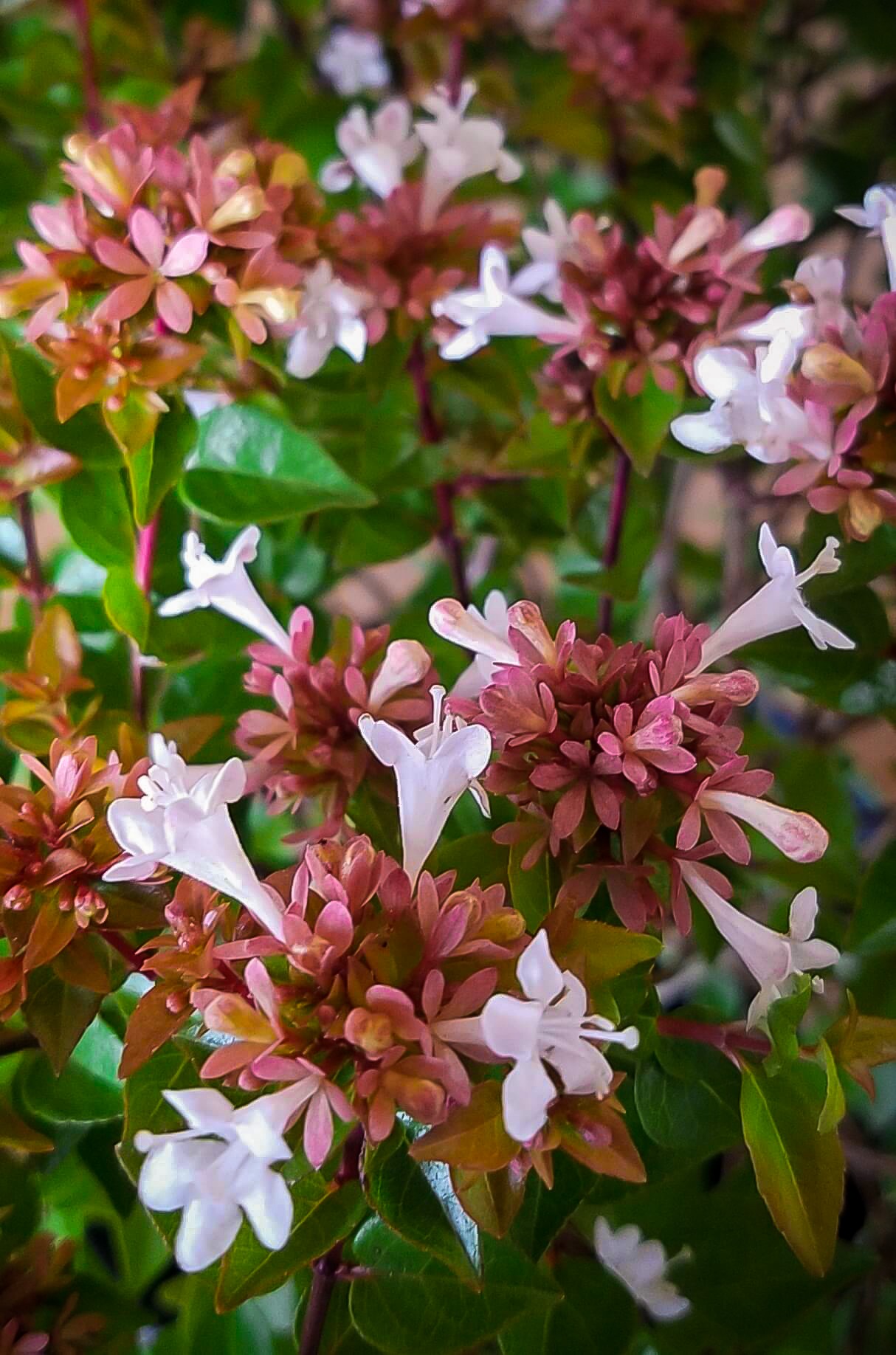 Rose Creek Abelia Shrubs For Sale Online The Tree Center