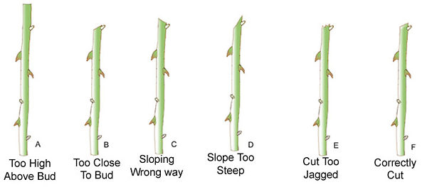 How To Properly Prune Roses The Tree Center How To Properly Prune Roses The Tree Center