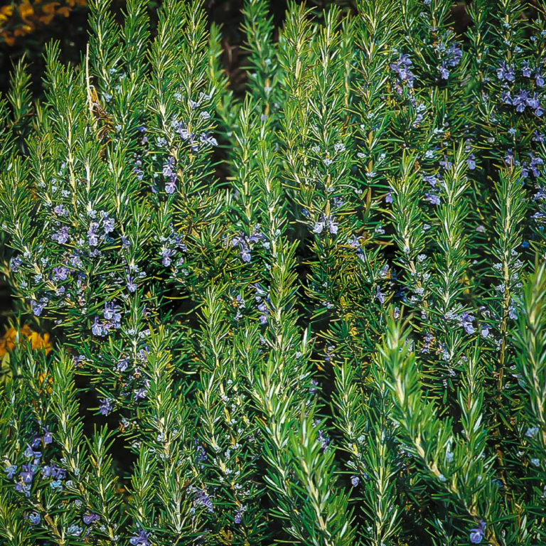 Tuscan Blue Rosemary Bushes For Sale The Tree Center