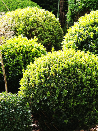 Rotundifolia Boxwood