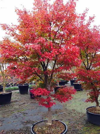 Arakawa Rough-Bark Japanese Maple