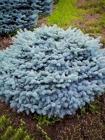 Globe Blue Spruce Shrub