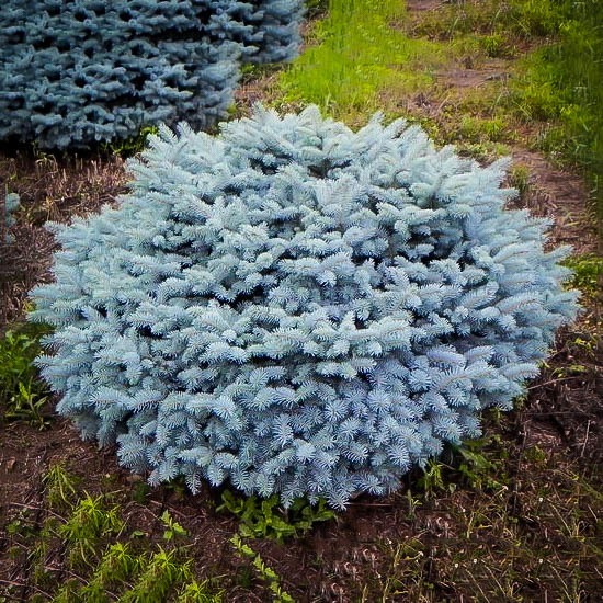 Round Dwarf Colorado Blue Spruce
