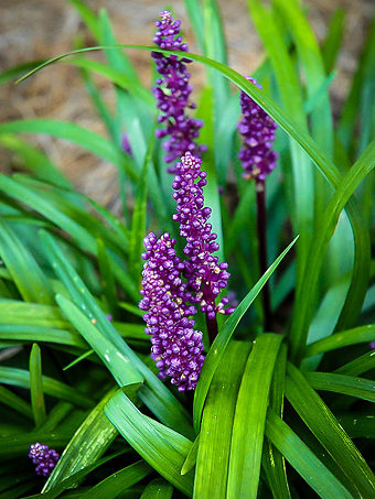 Royal Purple Liriope