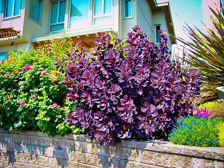 Royal Purple Smoke Trees For Sale Online The Tree Center
