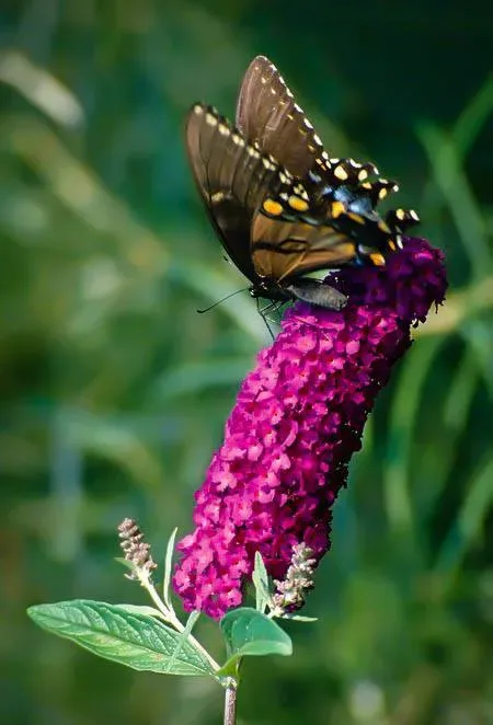 Image of Royal red butterfly bush seed pods