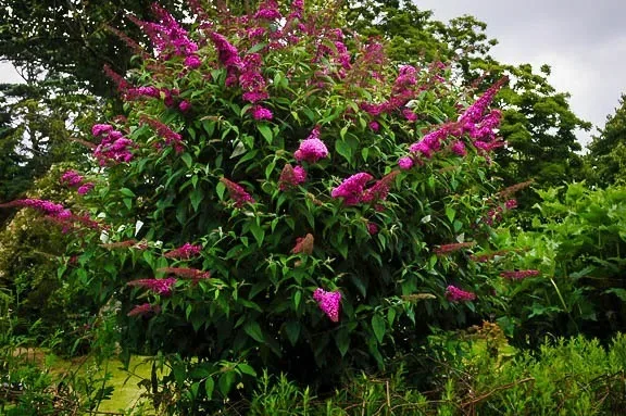 Image of Royal red butterfly bush full plant