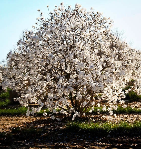 Royal Star Magnolia Tree For Sale Online The Tree Center