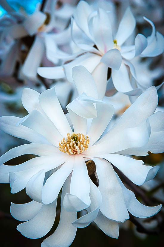 Royal Star Magnolia Tree For Sale Online The Tree Center