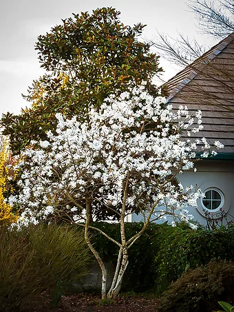 Royal Star Magnolia Tree