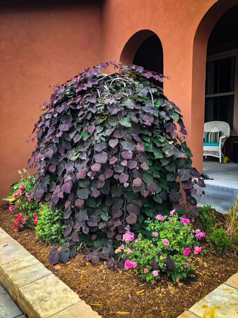 Eastern redbud for sale online the tree center