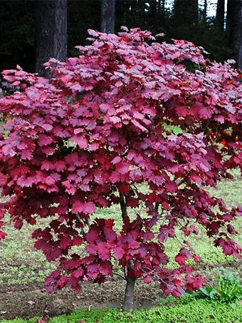 Ruby Full-Moon Japanese Maple