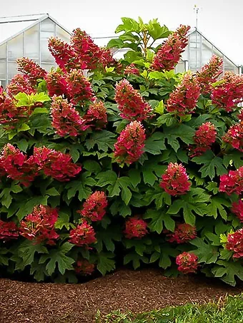 Ruby Slippers Oakleaf Hydrangea