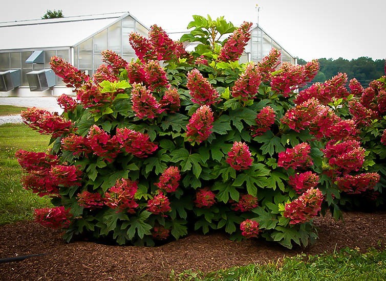 Image of Ruby Red Hydrangea against a White Fence