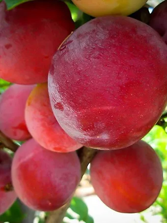 Santa Rosa Plum Tree