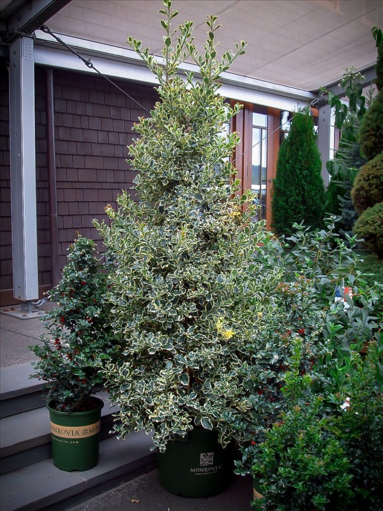 Buy Holly Trees Holly Bushes & Trees For Sale The Tree Center