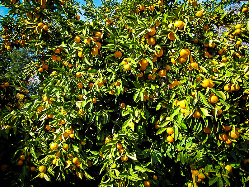 satsuma tangerine tree florida