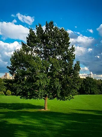 Sawtooth Oak Tree