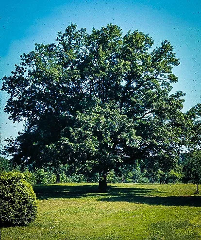 Sawtooth Oak For Sale Online | The Tree Center