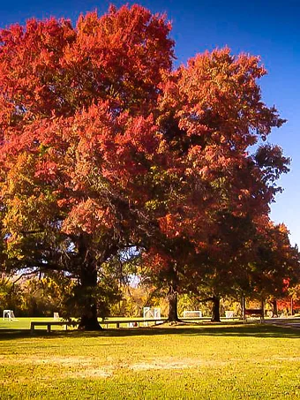 Scarlet Oak Tree