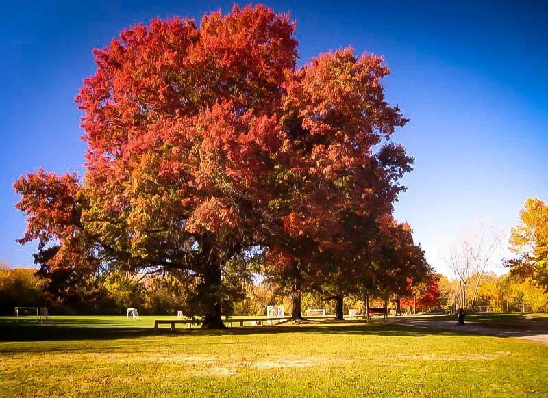 Scarlet Oak Tree For Sale Online | The Tree Center
