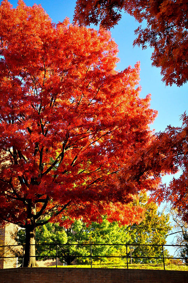 How to Grow and Care for Scarlet Oak Tree