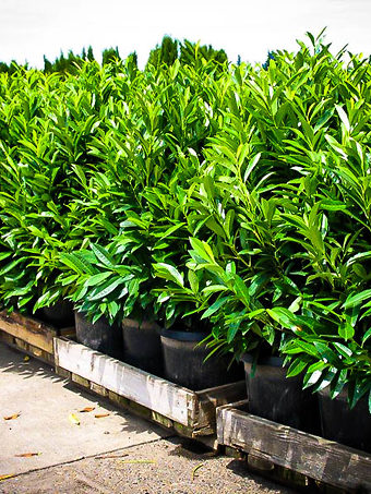 laurels shrubs evergreen dwarf schipka shrub hedge hedges soware ragu laurus nobilis