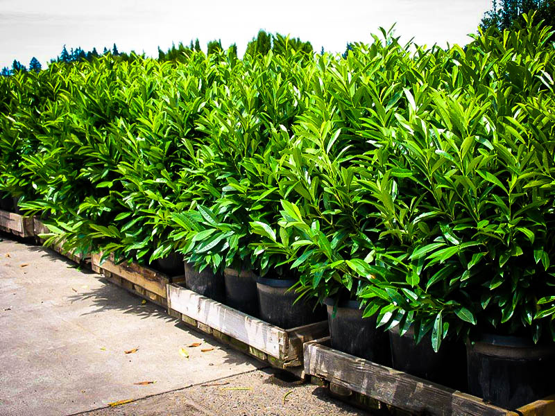 Skip Laurel Shrubs Buy Skip Laurels Online The Tree Center