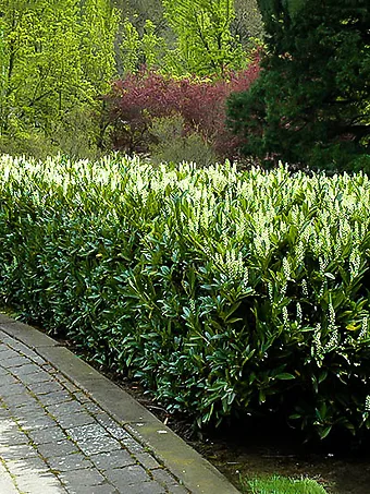 Skip Cherry Laurel