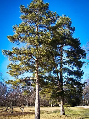 Scots Pine Trees