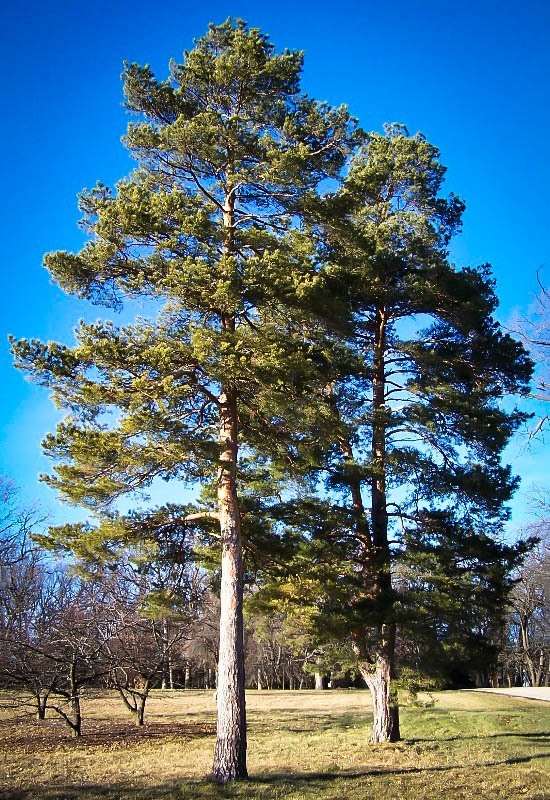 scots Pine