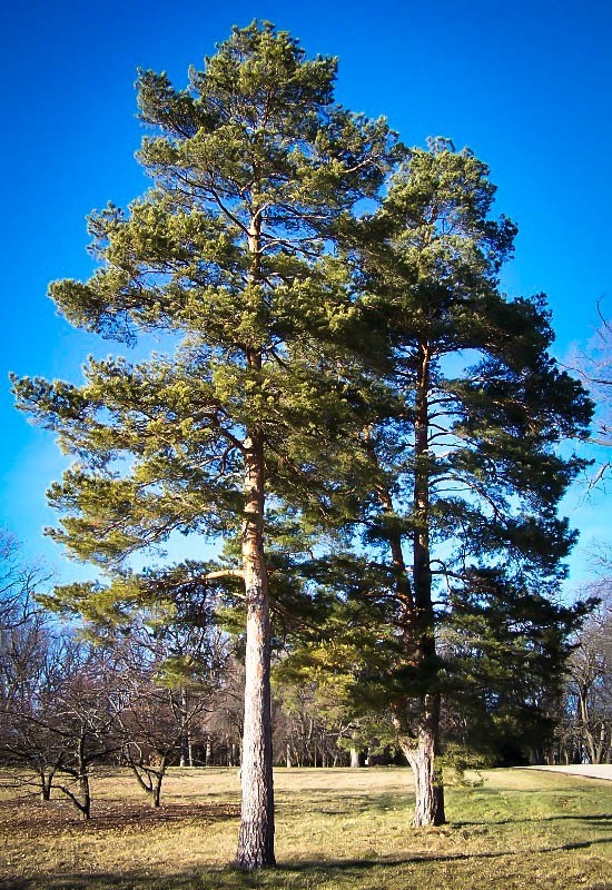 Pine Trees