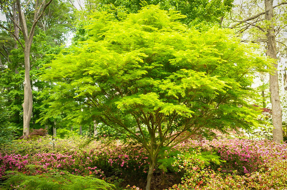 Seiryu Japanese Maple Trees For Sale The Tree Center