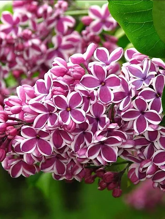 Sensation Lilac