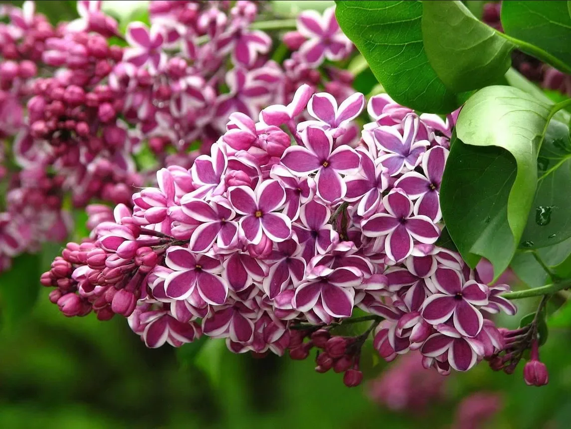 Syringa vulgaris 'Sensation